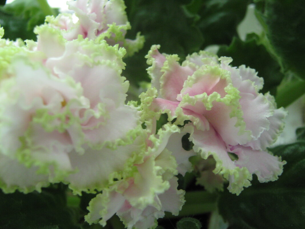 Нежность - Елена Семигина