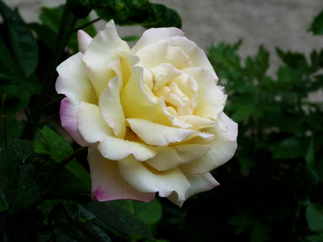 Глория  Дей - Валентин Семчишин