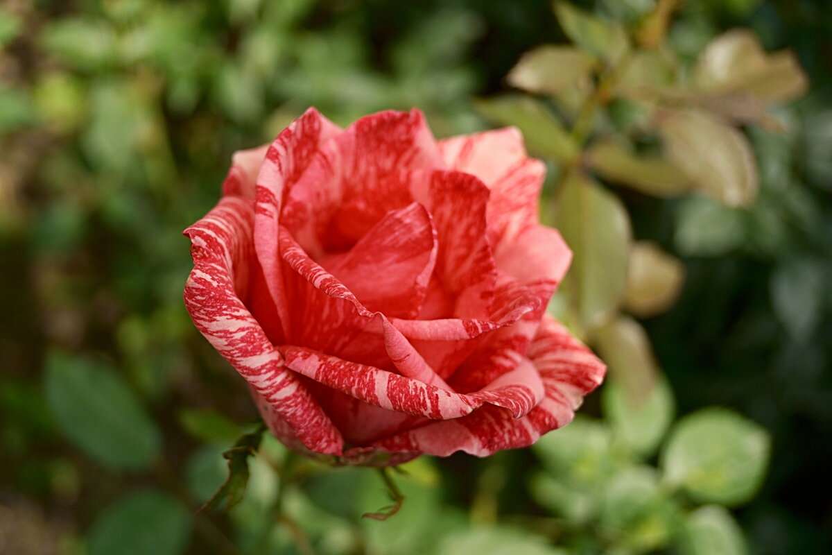 Роза - Лютый Дровосек