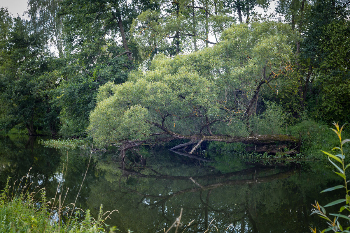 Тихая река - Олег Дорошенко Тихая река - Олег Дорошенко