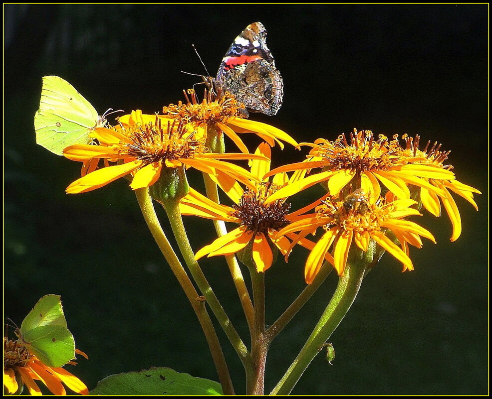 Солнечное лето. - Ольга Довженко