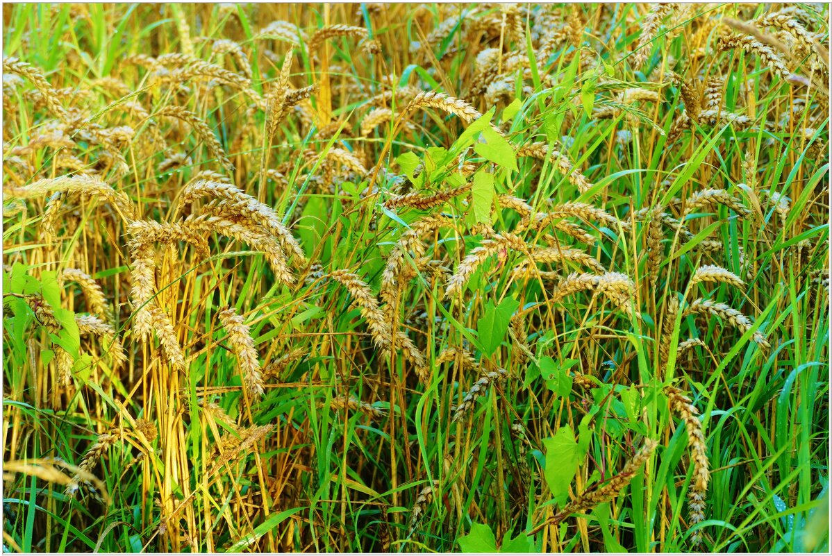 КОЛОСЬЯ... - Elvira E. 