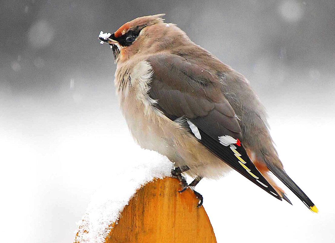 Первая зима - Михаил Белоусов Первая зима - Михаил Белоусов