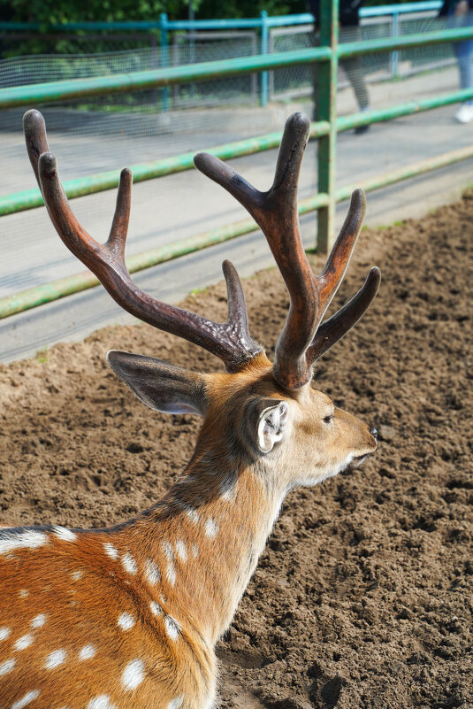КРАСИВЫЕ_РОГА - Сергей Янович Микк