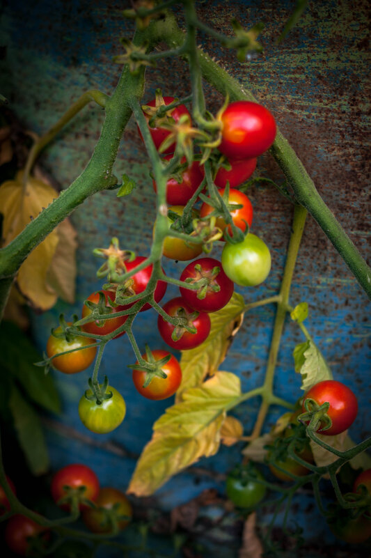 Помидорки из бочки. - Анатолий Нецепляев