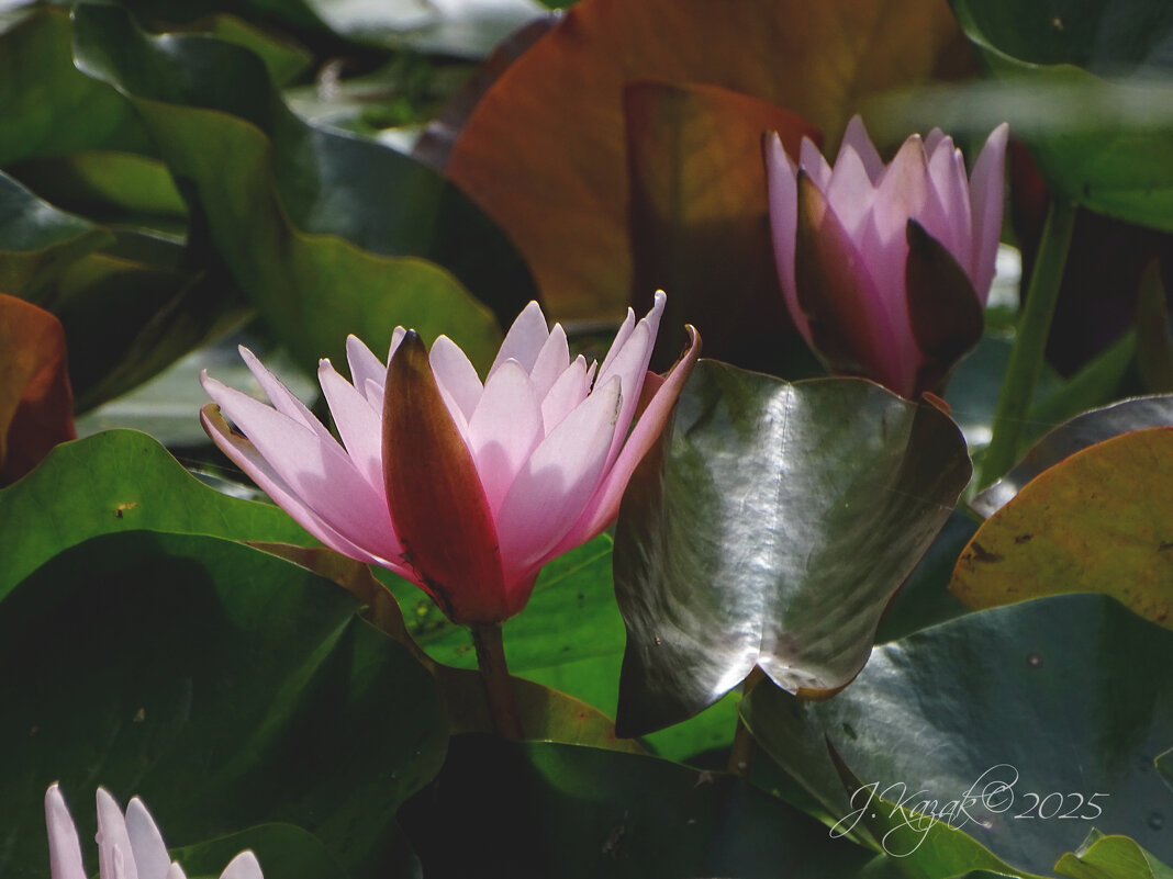 *** - Елена Kазак (selena1965)