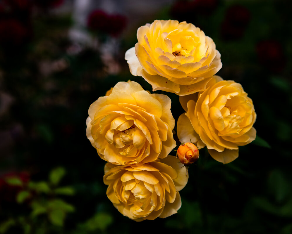 Желтые цветы - Katarina Nelsio Желтые цветы - Katarina Nelsio