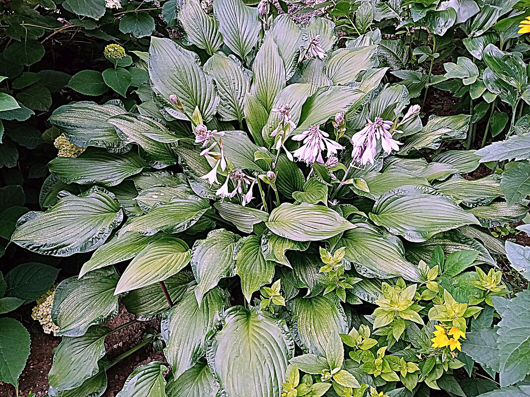Цветы. - Владимир Драгунский Цветы. - Владимир Драгунский