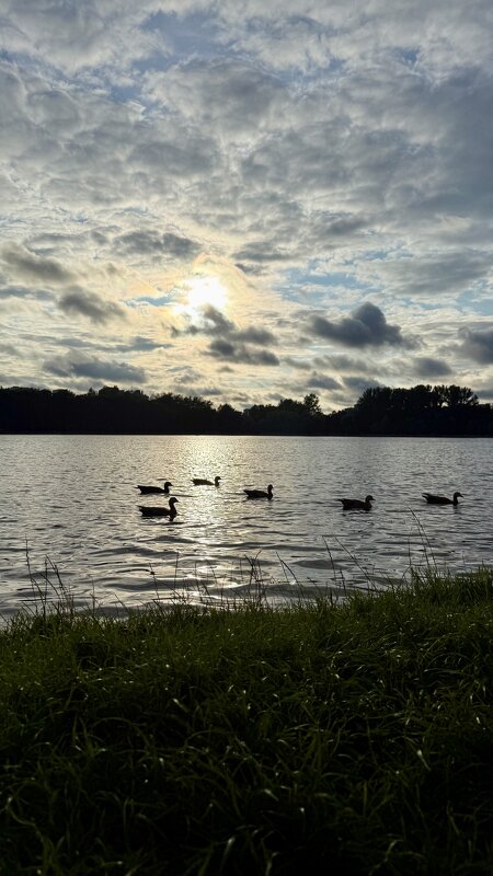 Пруд на закате - mvictoriya 