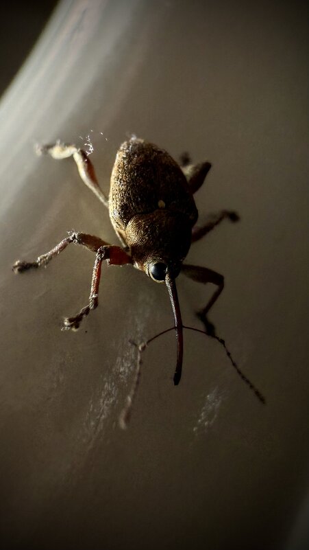 Ночной гость - mvictoriya 