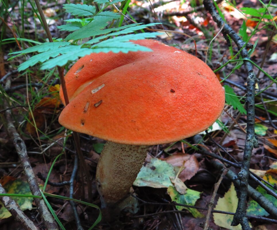 Под листом папоротника - Андрей Снегерёв Под листом папоротника - Андрей Снегерёв