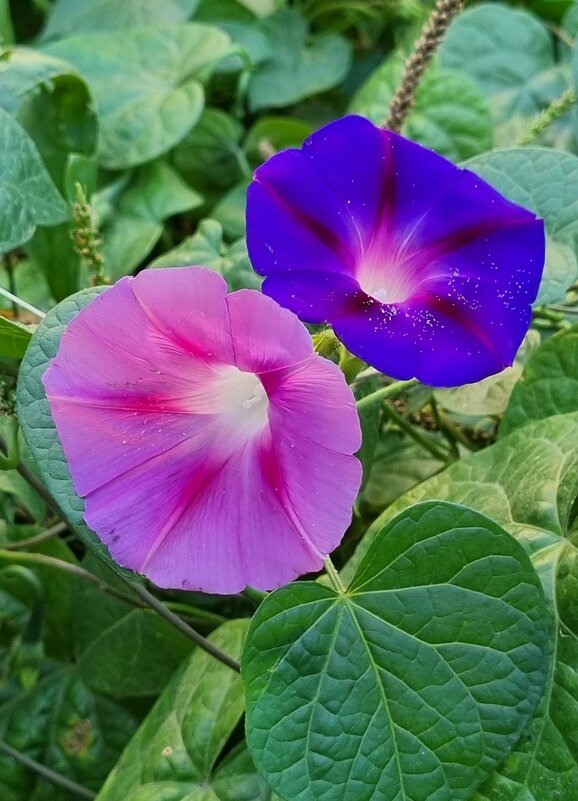 Приветливое утро - Наталья 