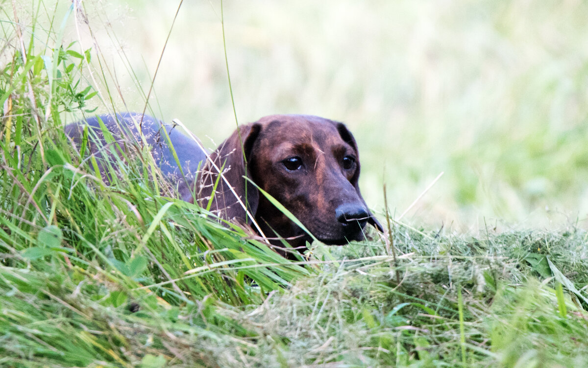 В засаде. - Владимир Безбородов