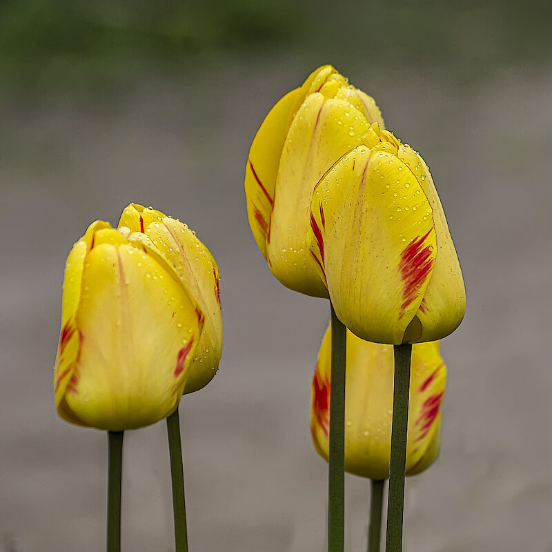 Тюдьпаны. - Александр 