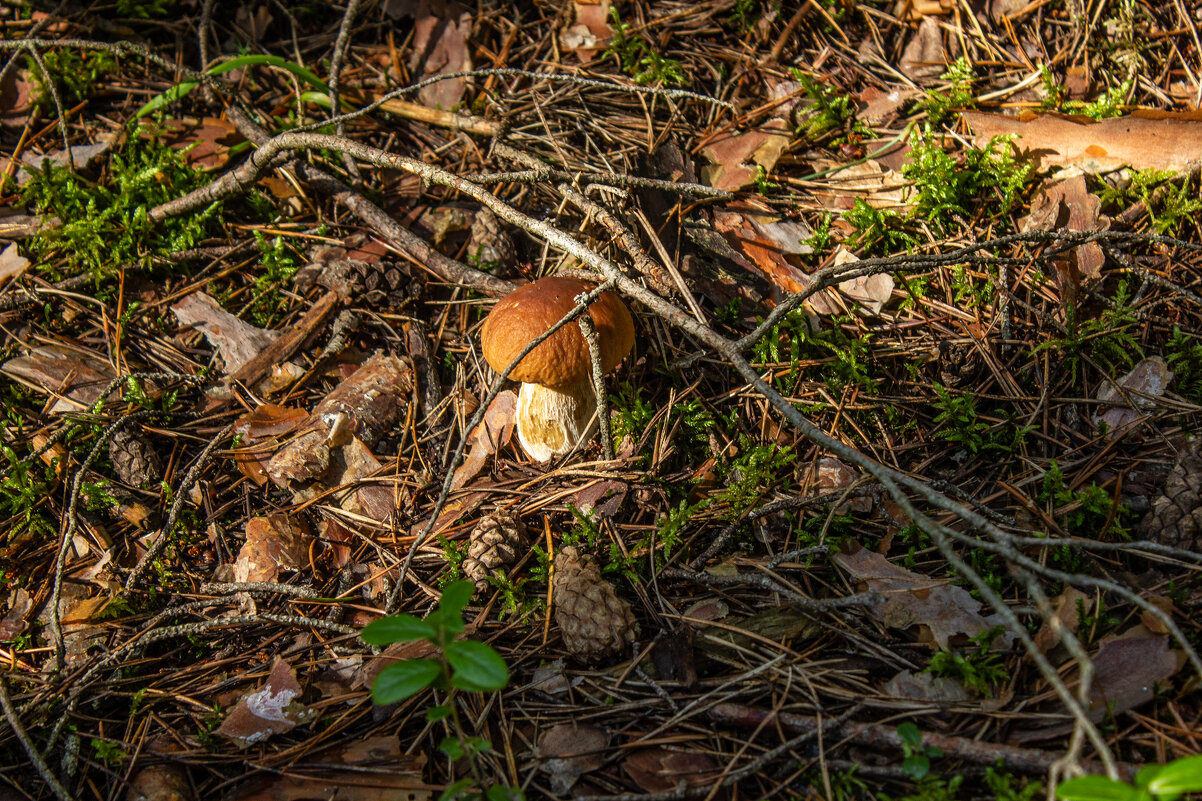 Первенец. - Михаил "Skipper"