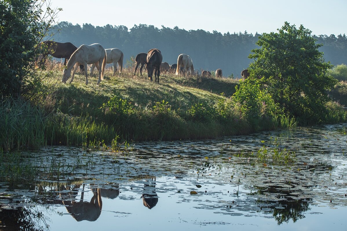 выгул на берегу речки. - Виктор Евстратов