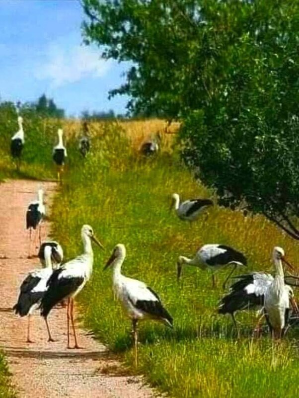 ... - Степан Карачко