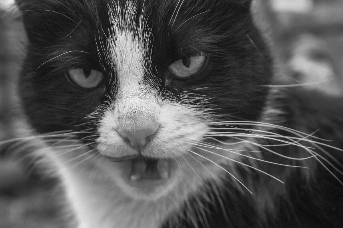 Дикая кошка - Валерий Елистратов Дикая кошка - Валерий Елистратов