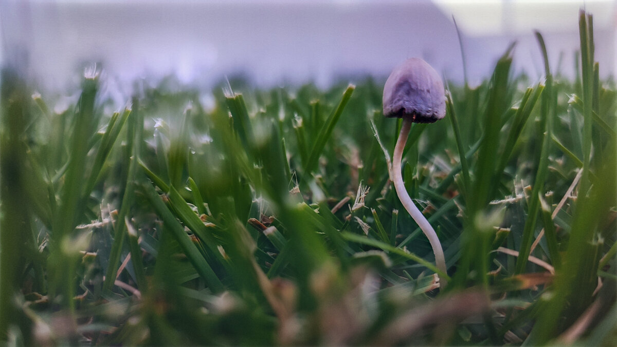 Грибы в городе - AZ east3