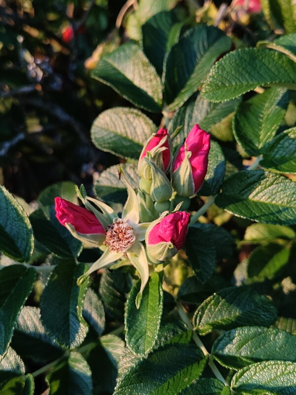 Шиповник - Андрей 