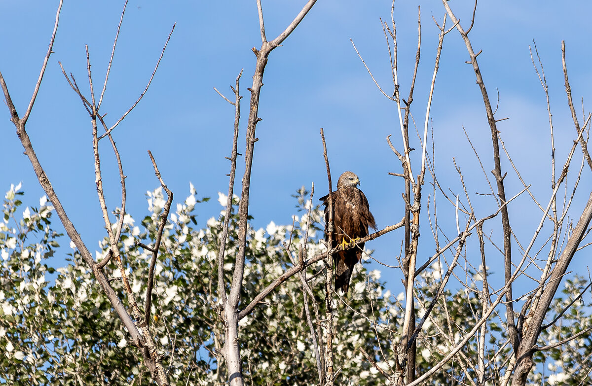 Коршун. - Yuri Chudnovetz