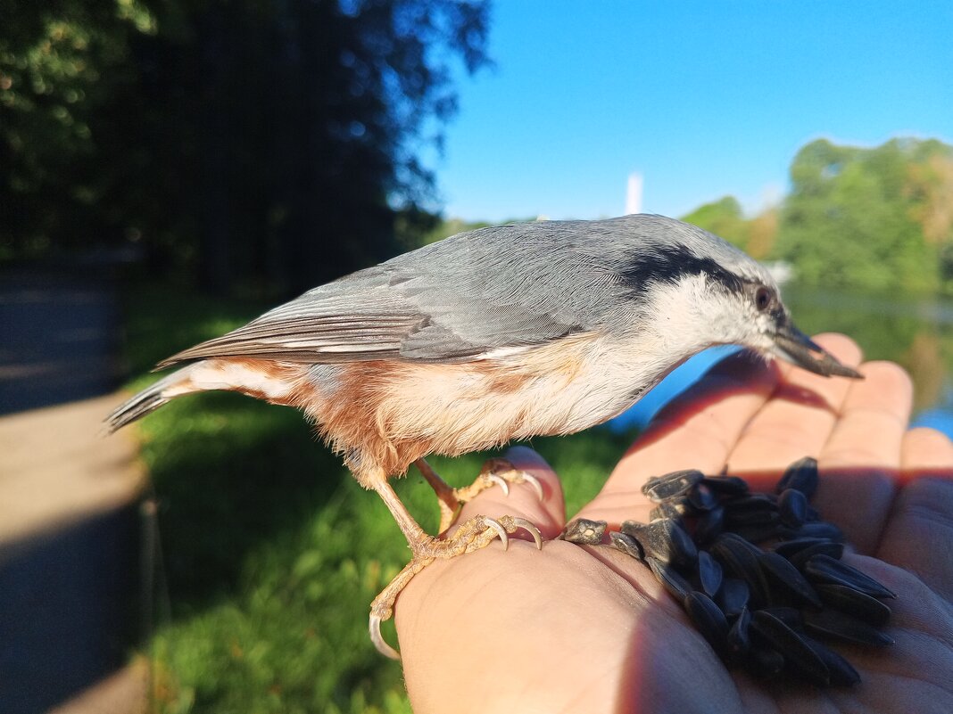 Поползень - Сапсан 