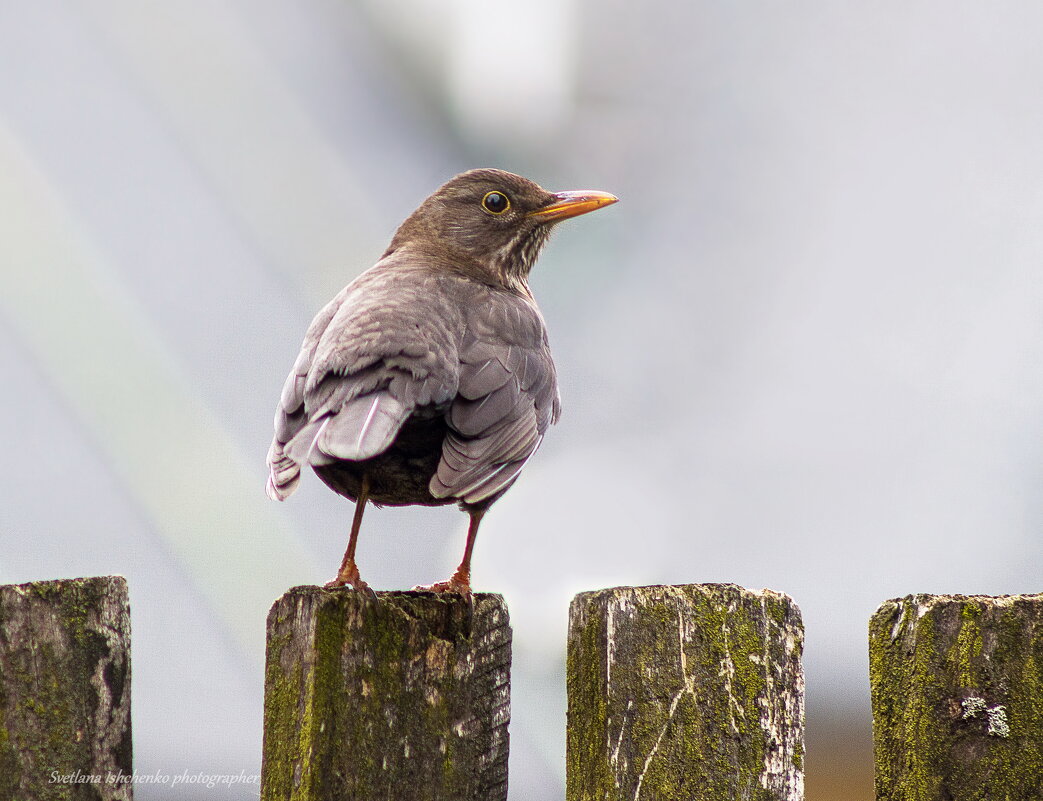 Птичка певчая - черный дрозд (Turdus meruia). - Светлана Ищенко