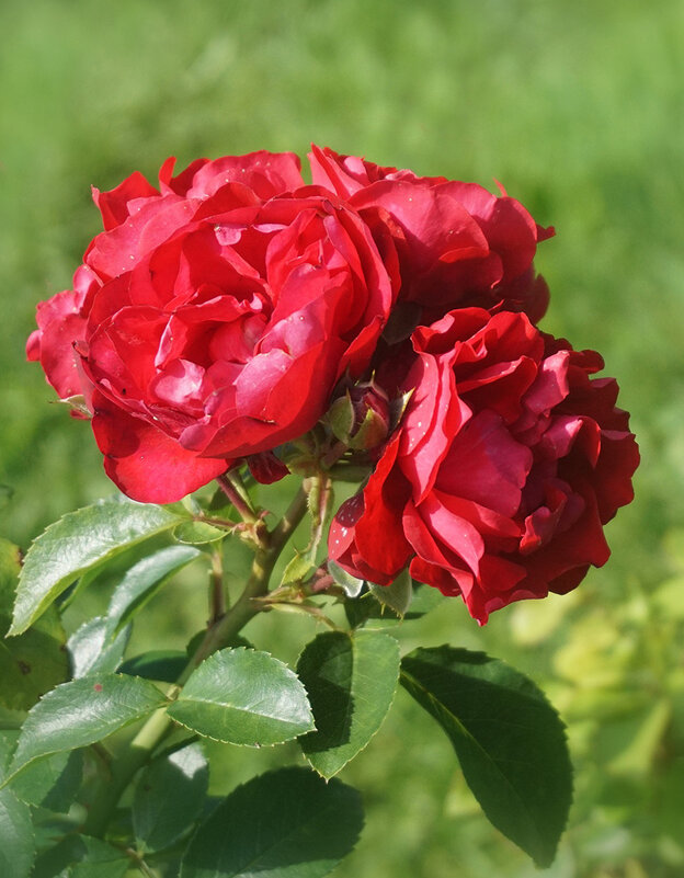 В розарии - Ольга В розарии - Ольга