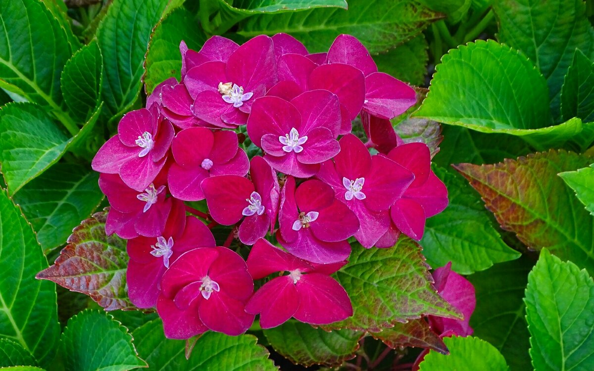 Гортензия на городской клумбе. - Милешкин Владимир Алексеевич 