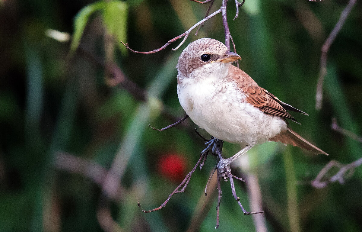 Жулан сорокопут - Владимир Безбородов