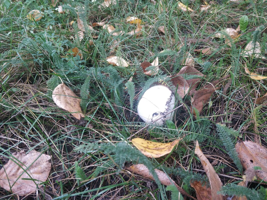 Грибы августа - Андрей Хлопонин