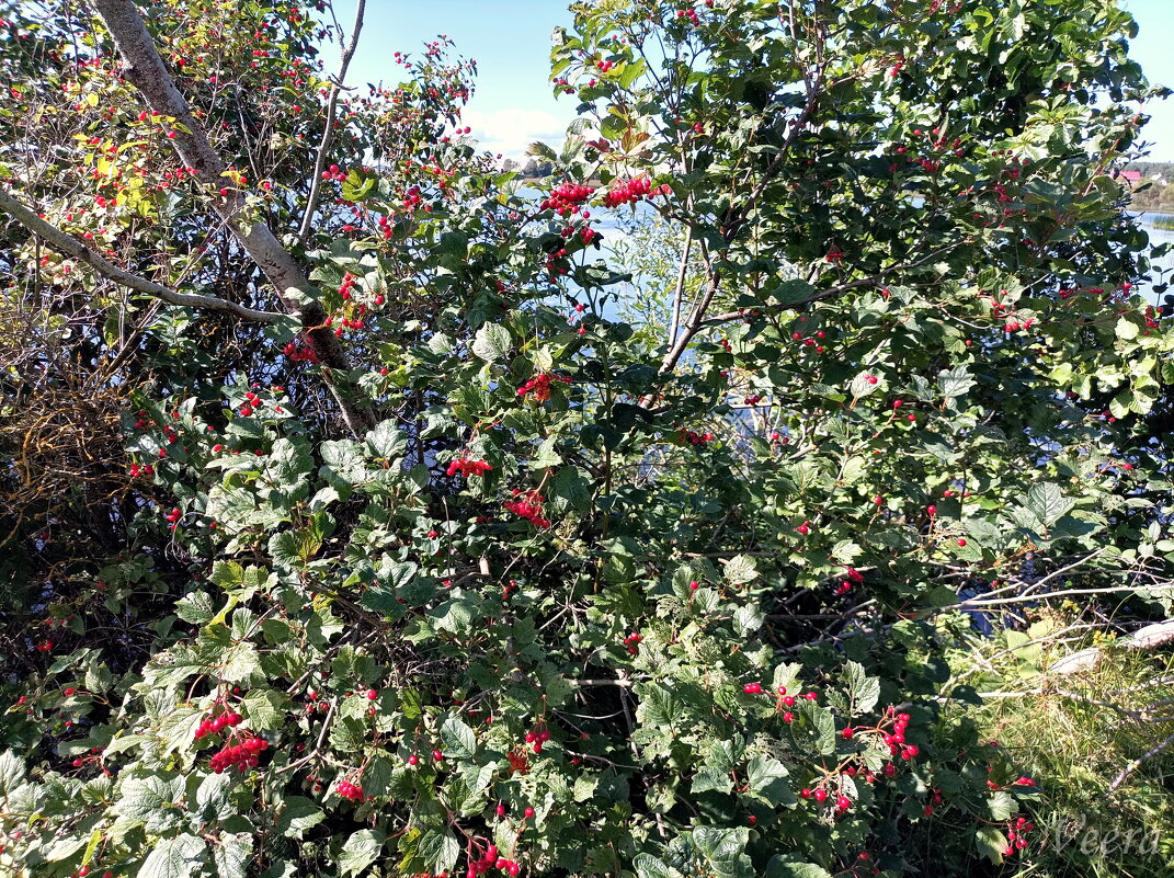 Калина красная - Veera V