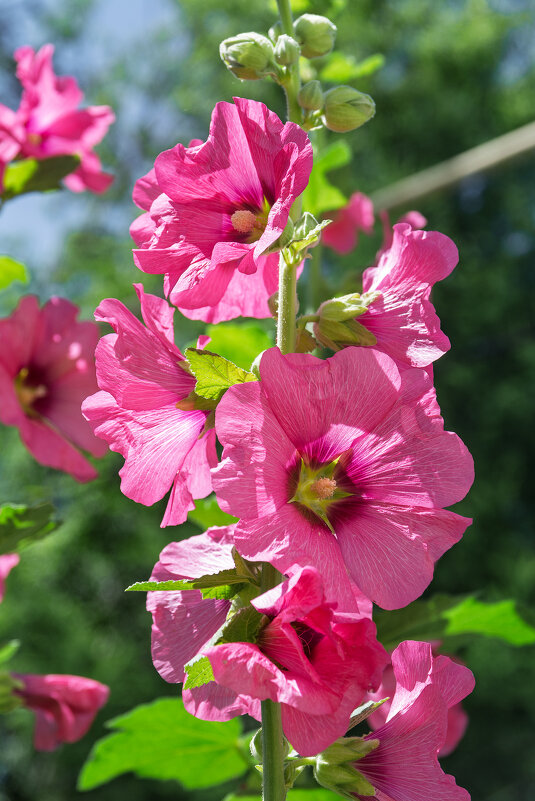 *** - Виктор Иванович Чернюк