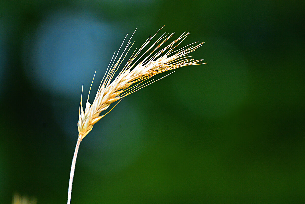 колосок - леонид логинов колосок - леонид логинов