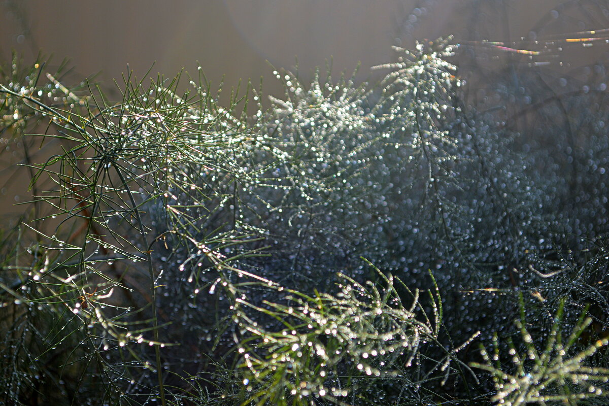 Здравствуй, утро росистое! - Татьяна Лютаева Здравствуй, утро росистое! - Татьяна Лютаева