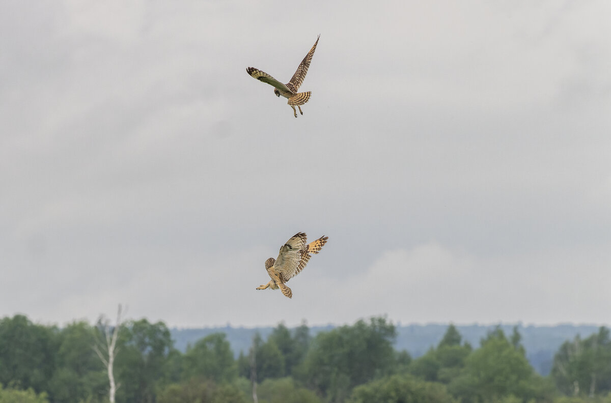 сова болотная - юрий макаров