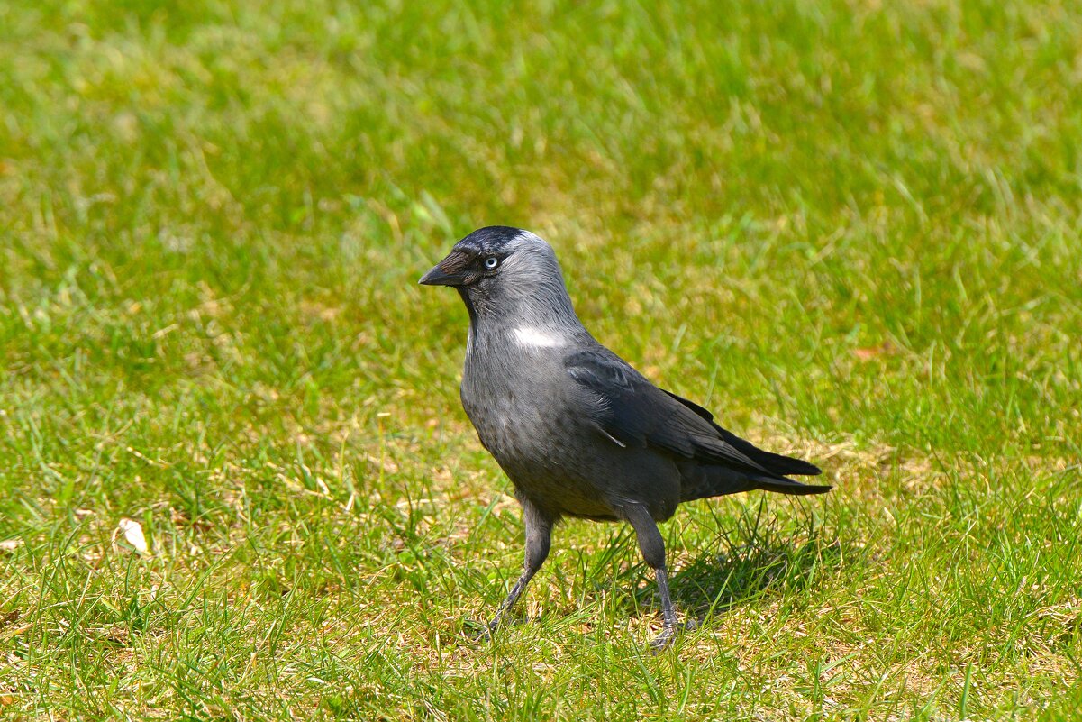 Галка - Константин Анисимов