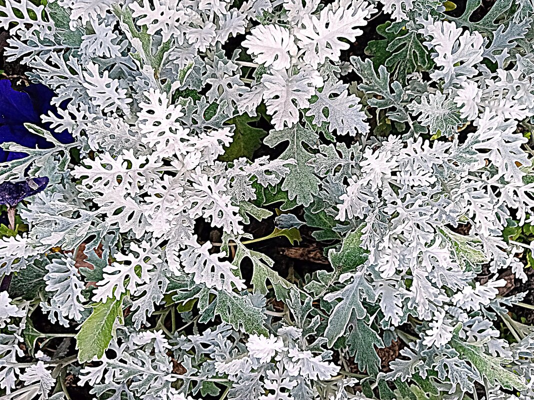 Цветы. - Владимир Драгунский