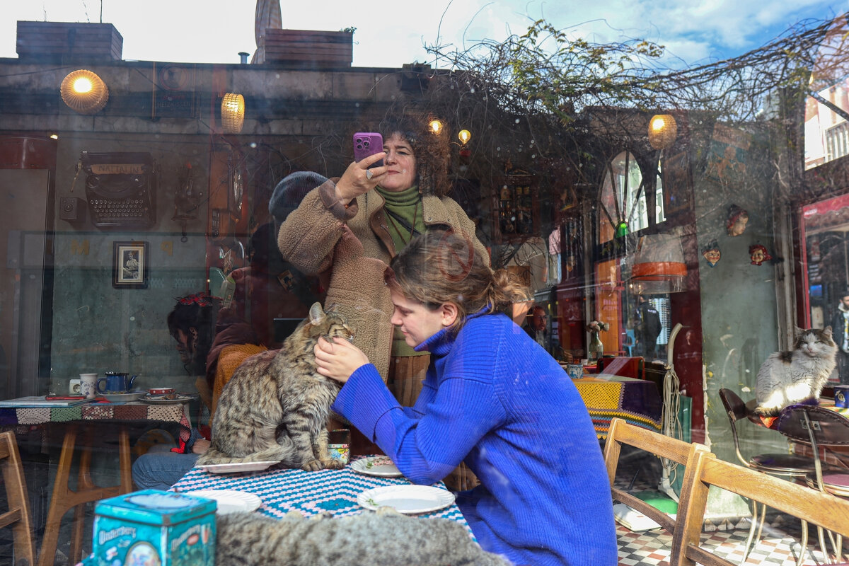 Кошачье кафе - skijumper Иванов