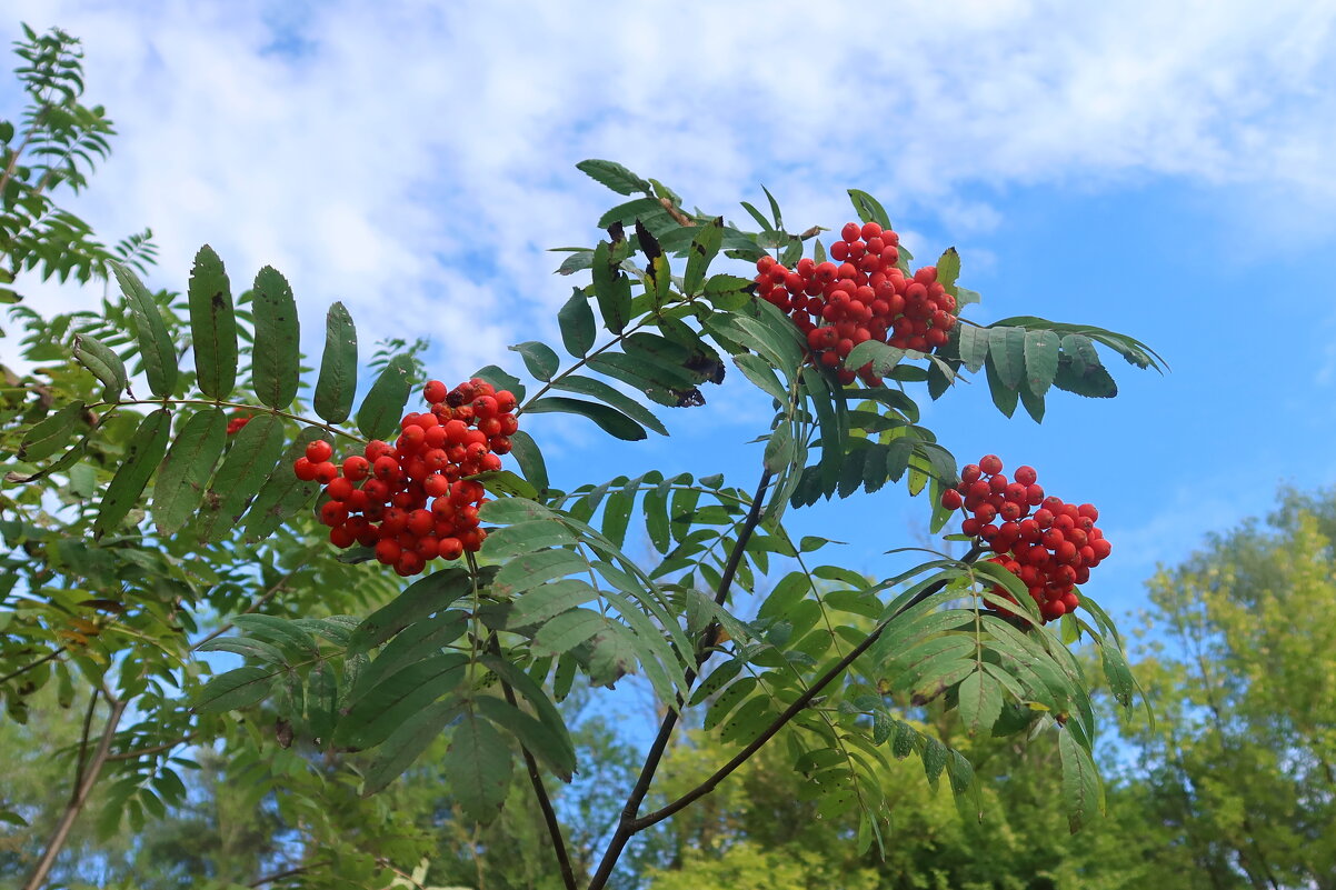 Рябина - Дмитрий И_