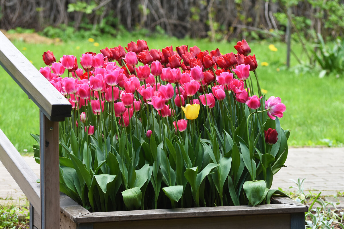 Весна в Ботаническом... Май. - Наташа *****