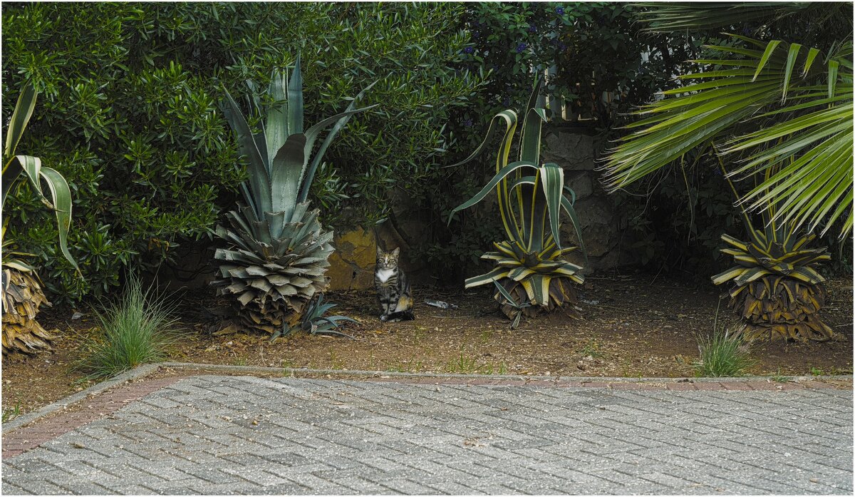 Кошки нашего города - ujgcvbif 