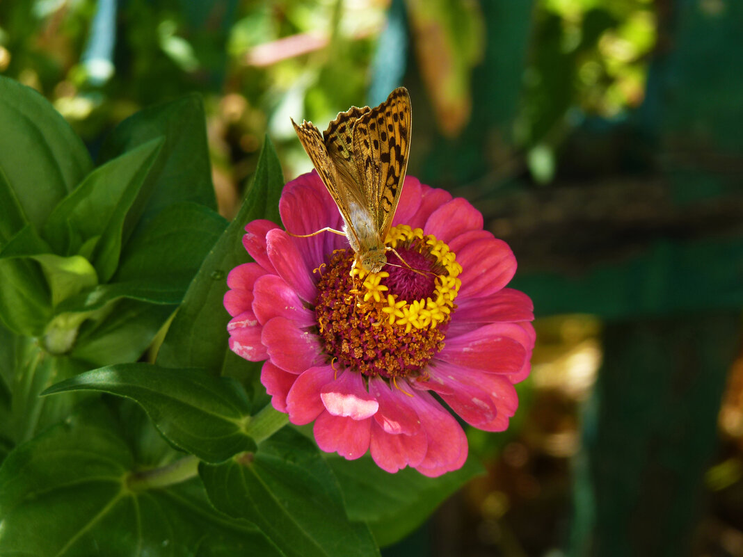 Бабочка  на  цветке - Валентин Семчишин