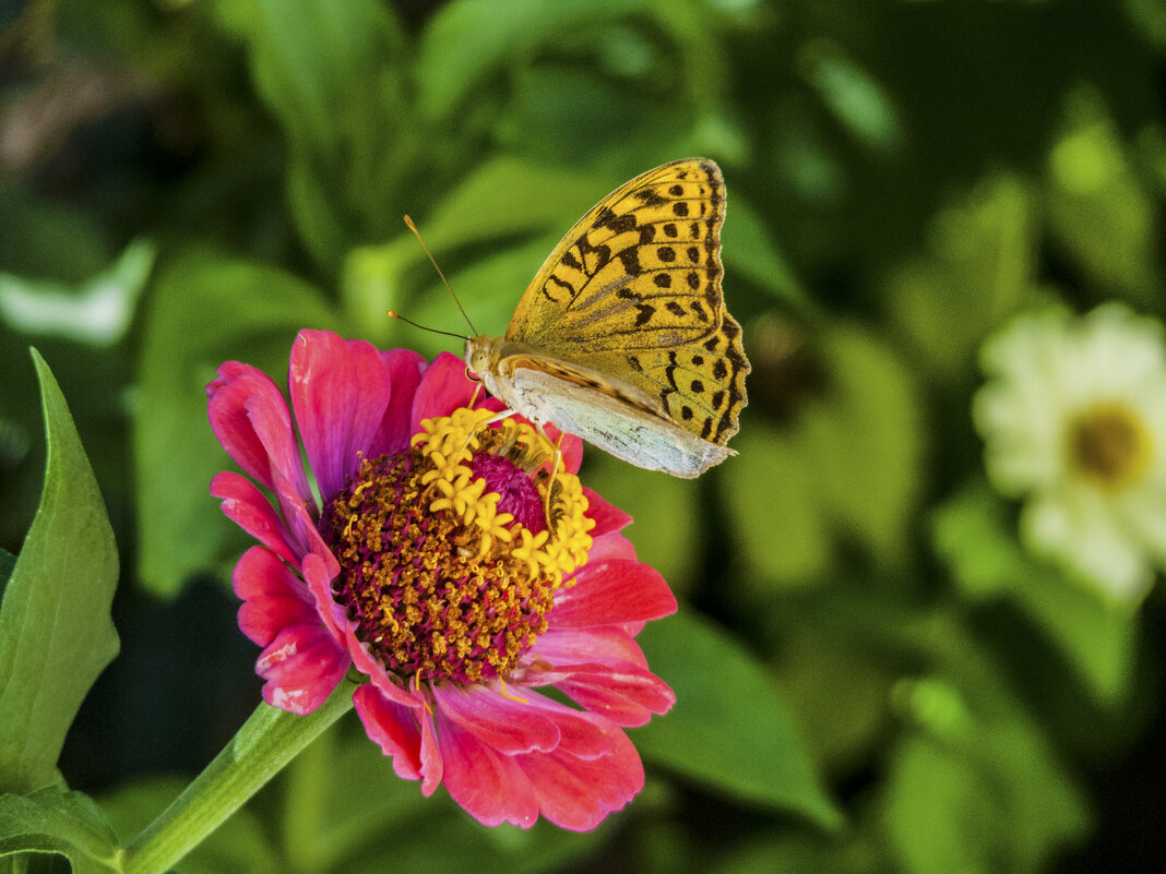 Бабочка и  Циния - Валентин Семчишин