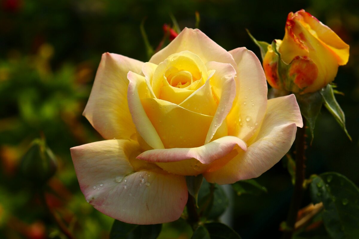 Доброе утро - Юрий. Шмаков