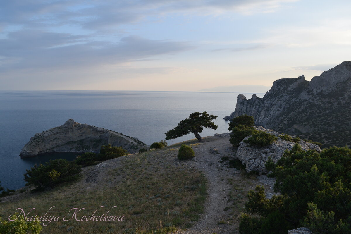 Природа Крыма - Amazing Cosmea