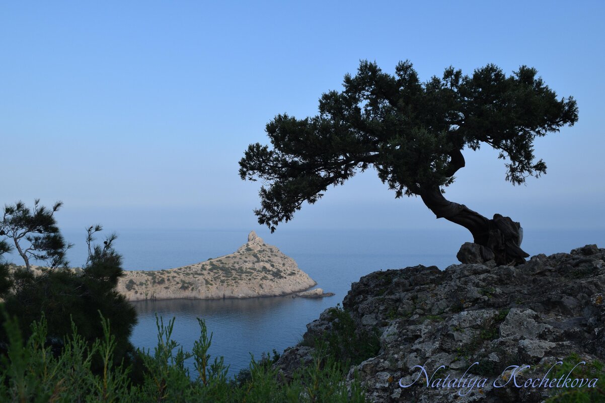 Природа Крыма - Amazing Cosmea