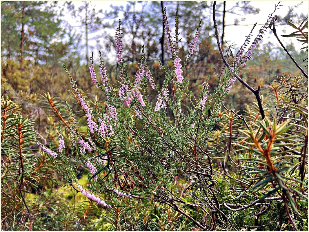 Вереск. - Валерия Комова