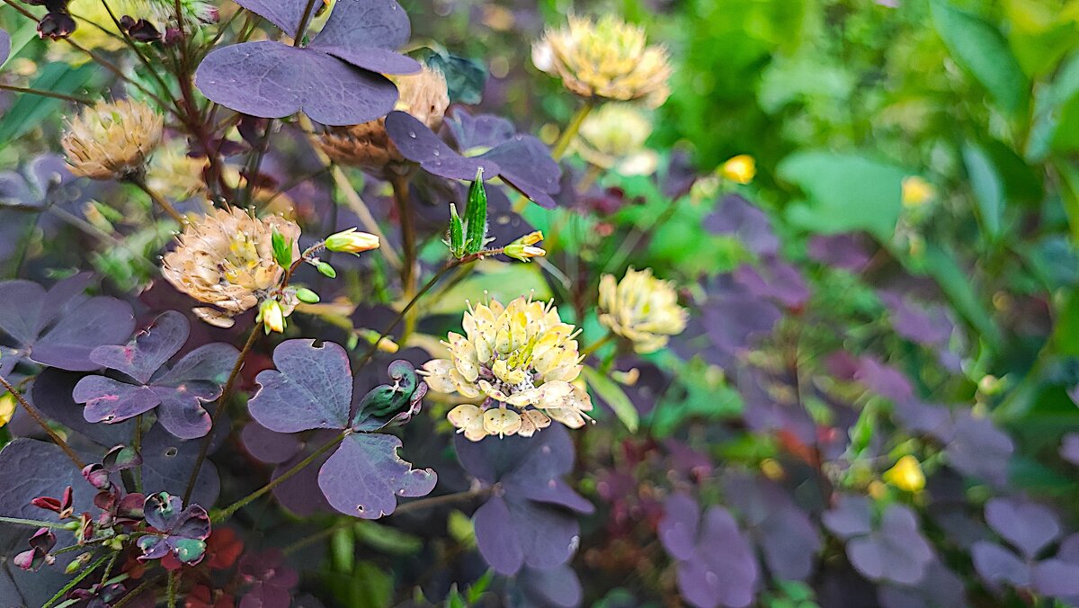 ,,, - Сергей Тимоновский