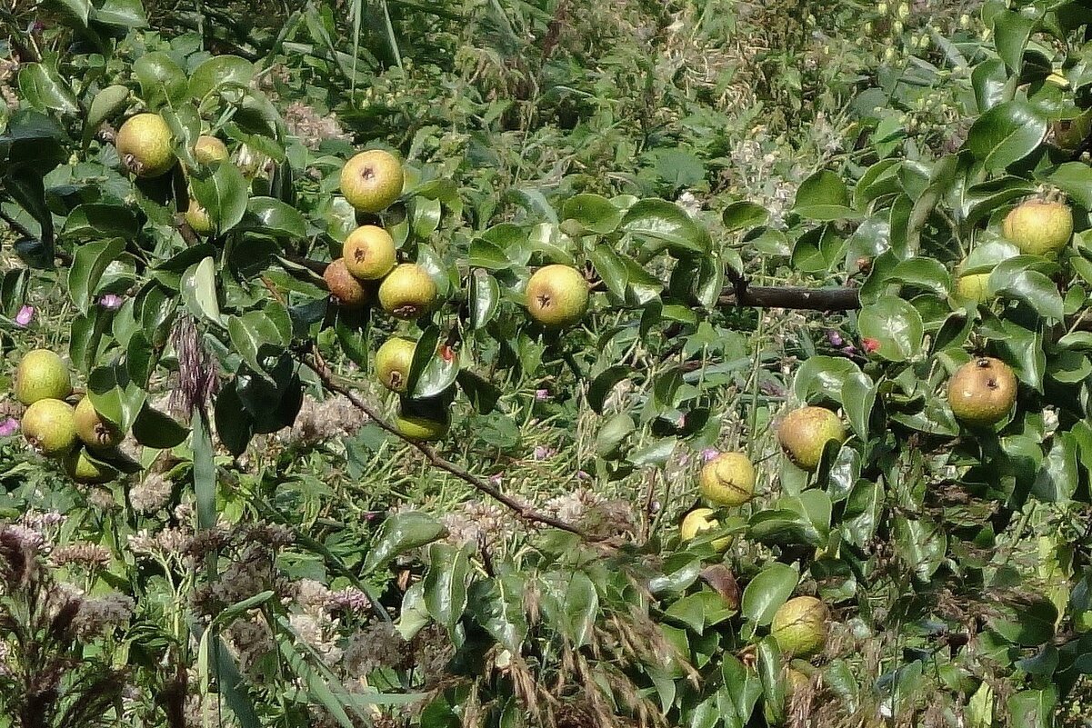 Дикая груша - Рита Симонова